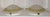 Flat Vintage Ceiling Lamps with Matte White Marbled Relief Glass Shades, 2000s, Set of 2, in Very Good conditions....
