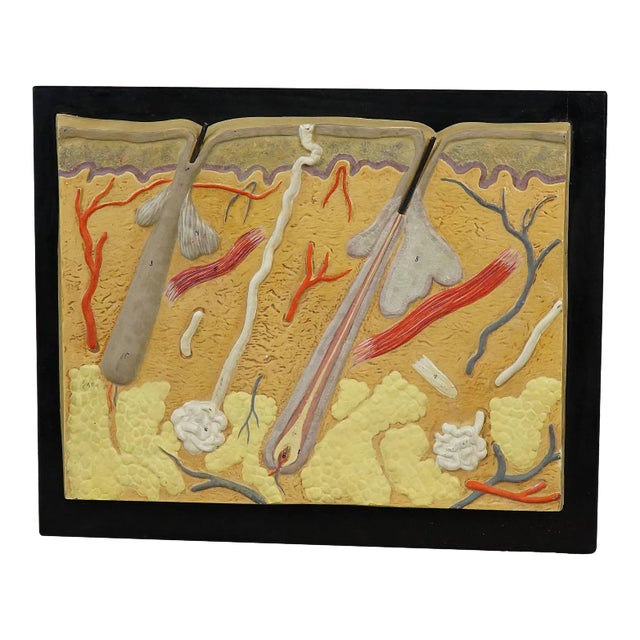 1920s Antique Teaching Aid Human Skin Model on Wooden Plate For Sale
