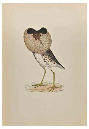 Alexander Francis Lydon, Ruff, Woodcut Print, 1870