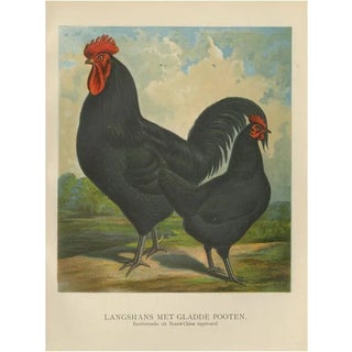 Volschau, Langshan Poultry, 1888, Lithograph For Sale