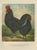 Volschau, Langshan Poultry, 1888, Lithograph For Sale