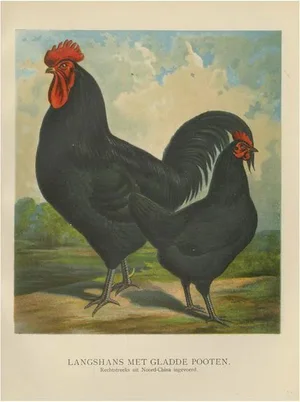 Volschau, Langshan Poultry, 1888, Lithograph