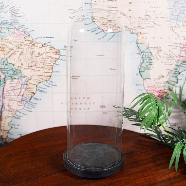 This is a large antique display dome. An English, tall glass taxidermy specimen showcase, dating to the Victorian period,...