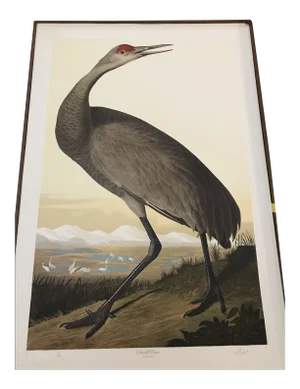 John James Audubon's 'Birds of America'- M. Bernard Loates Edition (Set of Prints)