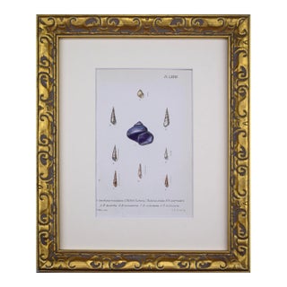 19th Century Antique Hand Colored English Shell Print by John Jeffreys 1869 For Sale