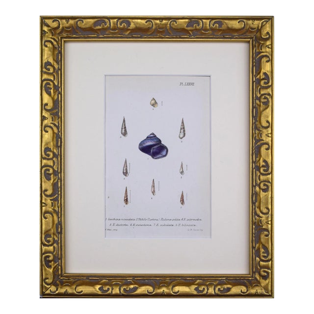 19th Century Antique Hand Colored English Shell Print by John Jeffreys 1869 For Sale