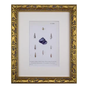 19th Century Antique Hand Colored English Shell Print by John Jeffreys 1869
