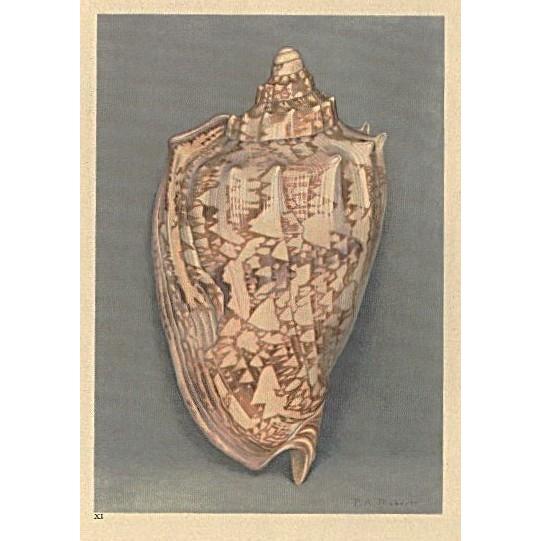 1930s 1935 Rare Set of 3 French Lithographs- Sea Shells For Sale - Image 5 of 7