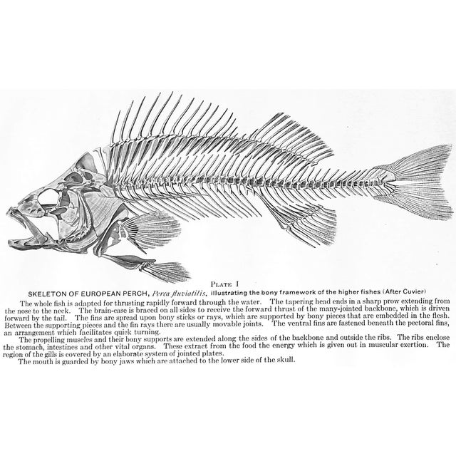 White "Fishes of the Vicinity of New York City" 1918 Nichols, John Treadwell For Sale - Image 8 of 9