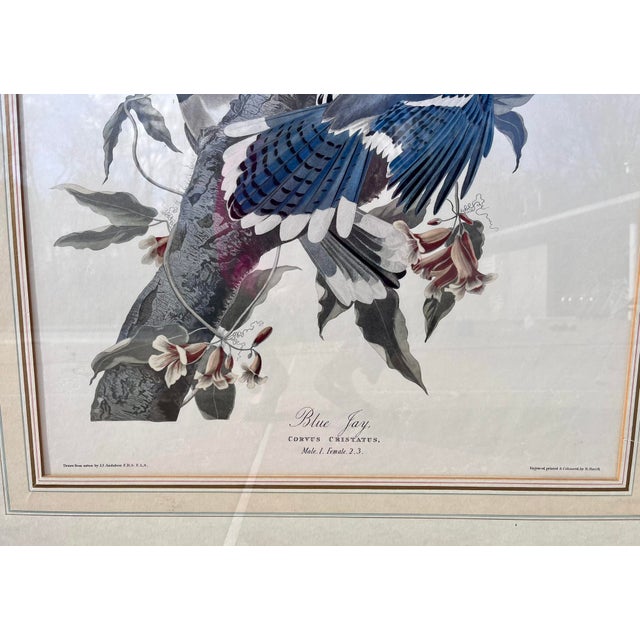Wood 1960s XLarge 35"h Reproduction Prints of Audubon "Birds of America" Engravings by R. Havell -Set of 2 For Sale - Image 7 of 17