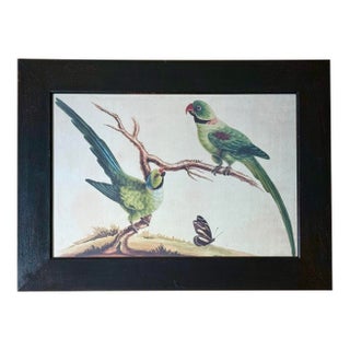 Late 20th Century Framed Print of Parrot Pair With Butterfly by Sarah Stone For Sale