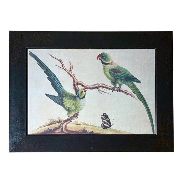 Late 20th Century Framed Print of Parrot Pair With Butterfly by Sarah Stone For Sale