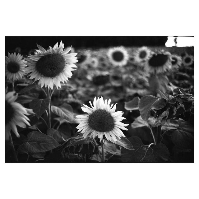 Paul Cooklin, Sunflowers, Silver Gelatin Photograph, Limited Edition of 10 For Sale