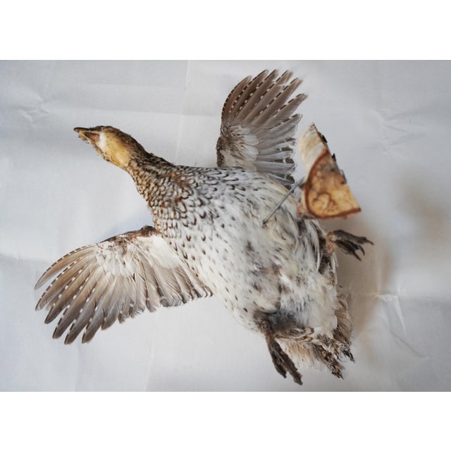 Early 21st Century Taxidermy Pheasant Hen With Wood Accent For Sale - Image 5 of 7