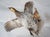 Early 21st Century Taxidermy Pheasant Hen With Wood Accent For Sale - Image 5 of 7