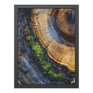 Mossy Tree Rings — Framed Fine Art Giclée Print For Sale