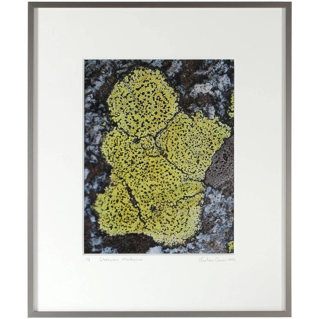 Gaetan Caron Gaétan Caron "Chérubin" Lichen, Mendocino, Ca Photograph, 2014 For Sale - Image 4 of 5
