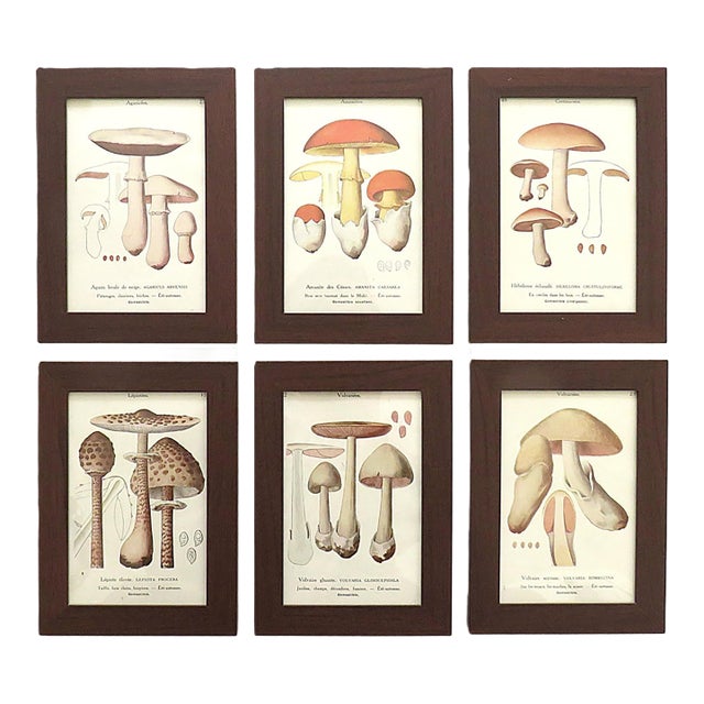 Set of 6 French Mushroom Fungi Offset Lithograph Prints Framed C. 1946 Botanical For Sale