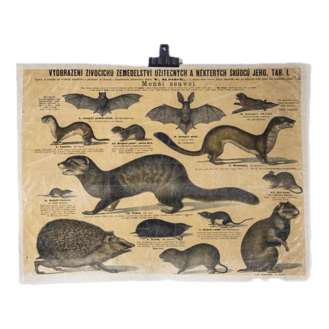 Educational Poster of Smaller Mammals, 1930s For Sale