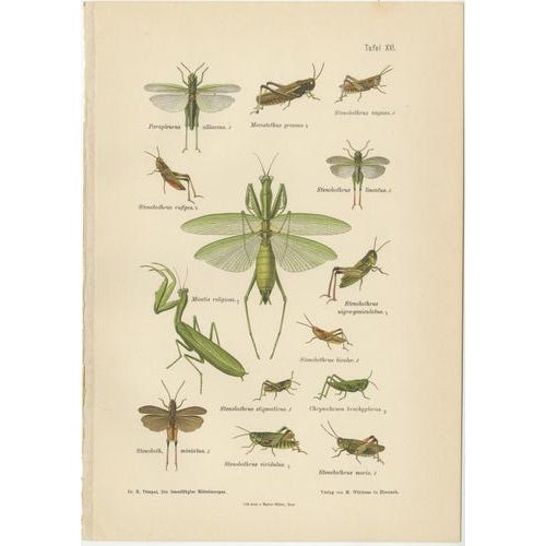 Richard Tümpel, Mantis, Stick Insects & Grasshoppers, 1908, Lithograph, Set of 3 For Sale - Image 4 of 12