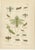 Richard Tümpel, Mantis, Stick Insects & Grasshoppers, 1908, Lithograph, Set of 3 For Sale - Image 4 of 12