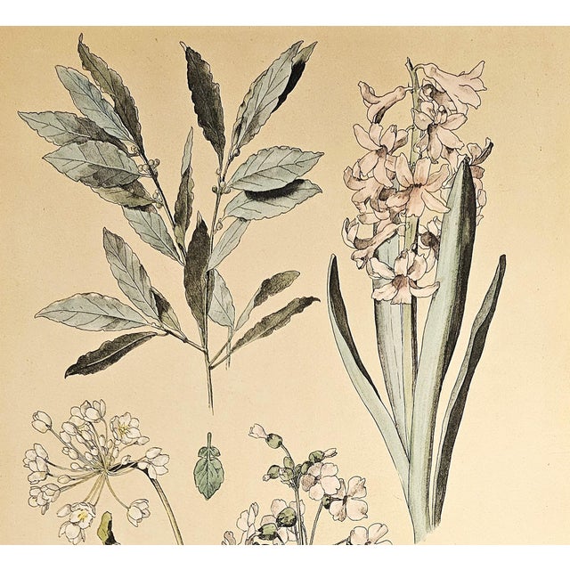 This is a LARGE RARE hand-colored antique botanical chromolithograph that dates to c1880. This is one of a small grouping...