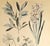 This is a LARGE RARE hand-colored antique botanical chromolithograph that dates to c1880. This is one of a small grouping...