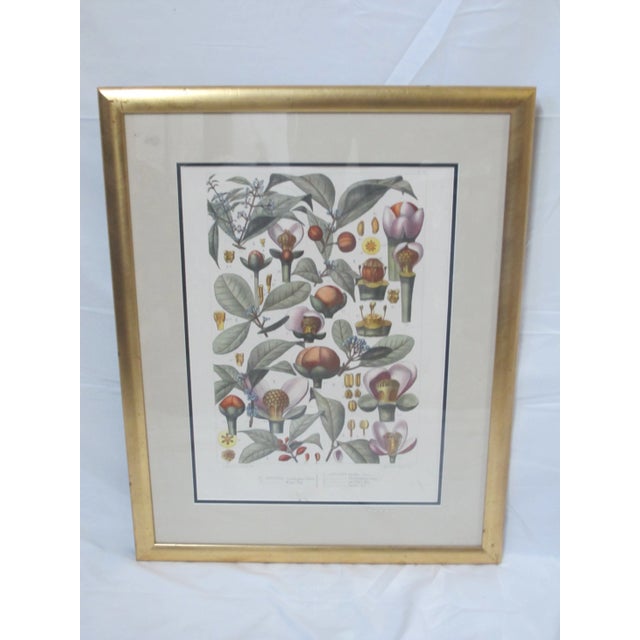 Antique L Pierre & E Delpy Hand Colored Framed Botanical Print Plate 89 For Sale - Image 9 of 9