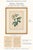 Rustic European Pair of Early 19th-Century French Rosa Alpina Color Stipple Engravings With Original Description Leaves — After Pierre-Joseph Redouté For Sale - Image 3 of 7