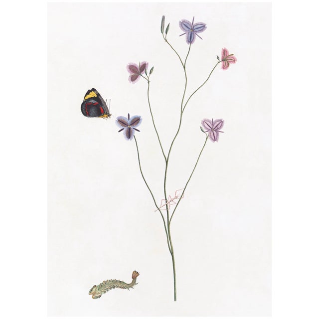 Not Yet Made - Made To Order Celerie Kemble Curated Australian Botanical Diptych (36x48) in Gold Frame For Sale - Image 5 of 6