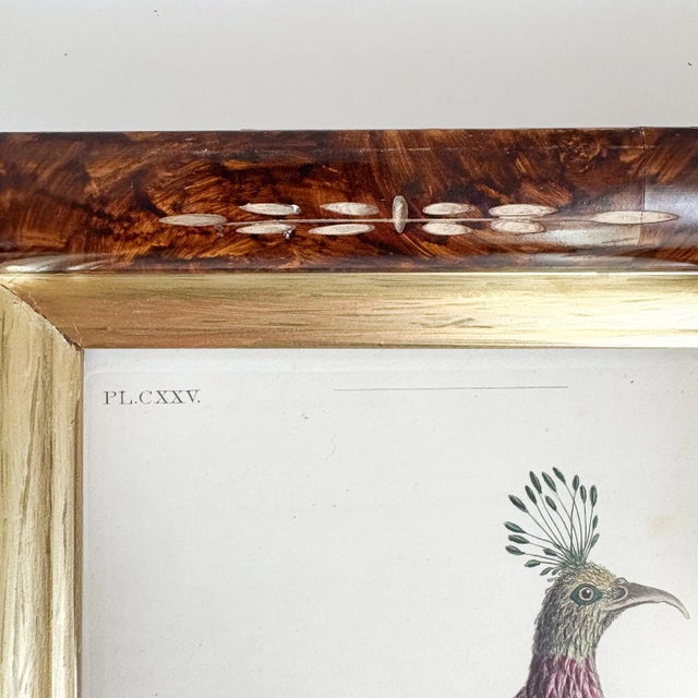 Wood 19th Century Etched Illustration of Impeyan Pheasant For Sale - Image 7 of 10