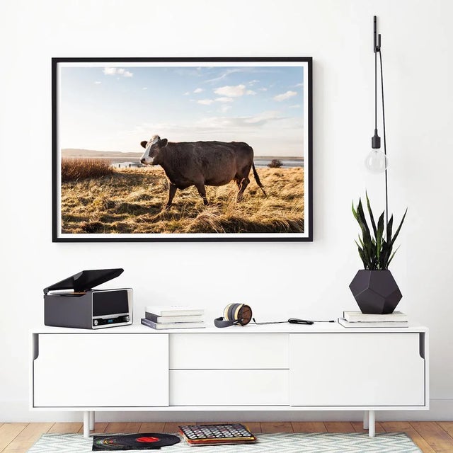 Contemporary 'Brown Cow' Contemporary English Landscape Fine Art Photography Print, Pastoral Art, Large 45 X 30" Bovine Artwork For Sale - Image 3 of 8