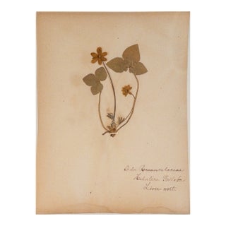 Antique Herbarium - Liverwort, Circa 1890 - 1915 For Sale