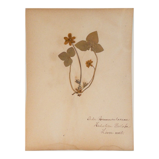 Antique Herbarium - Liverwort, Circa 1890 - 1915 For Sale