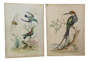 Johann Michael Seligmann, The Black-Bellied Green Hummingbird & The Kingfisher of Suriname with a Swallow's Tail, 1700s, Oil on Canvases, Set of 2