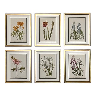 Framed Vintage Botanical Set of 6 - Authentic 1953 Vintage Prints For Sale