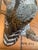 Late 20th Century Reverse Painting on Glass of Great Horned Owl on a Pine Branch For Sale - Image 4 of 6