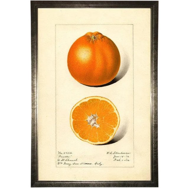 Orange Study in Pewter Shadowbox 13x19 For Sale