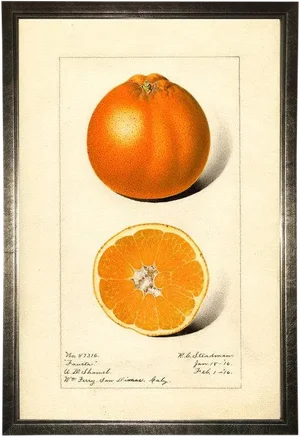 Orange Study in Pewter Shadowbox 13x19