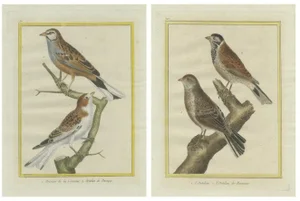 Martinet's Natural History of Birds, Ortolans, 1780, Print
