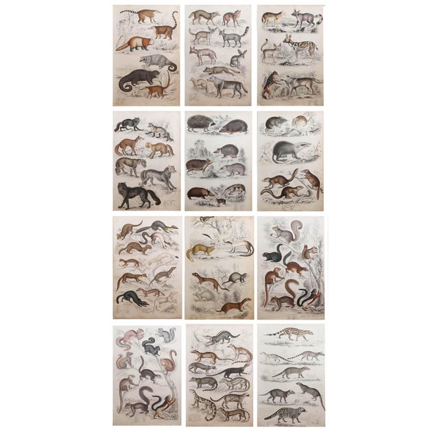 After Cpt. Brown, Big Cat Illustrations, 1835, Prints, Set of 12 For Sale - Image 14 of 14