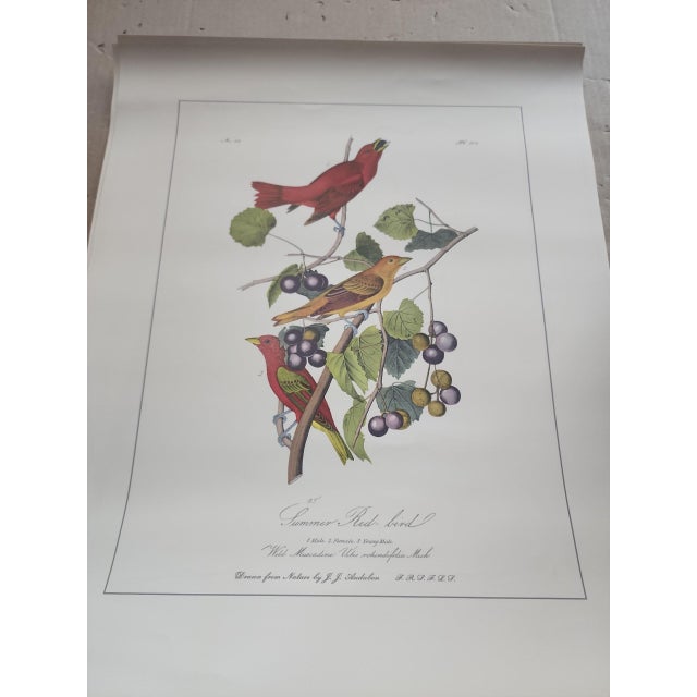 Fine set of four mid century Audubon's Birds of America prints, all in excellent condition. From Penn Prints New York,...