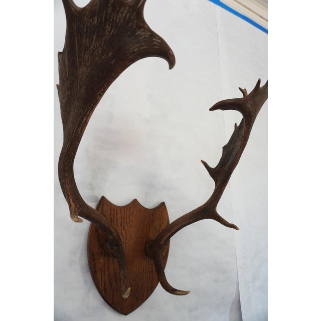 Mid 20th Century j.h. Armer Mounted English Antlers For Sale - Image 5 of 11