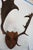 Mid 20th Century j.h. Armer Mounted English Antlers For Sale - Image 5 of 11
