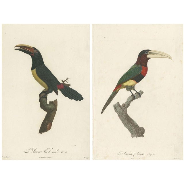 Gold Toucan, 1805, Paper, Set of 2 For Sale - Image 8 of 8