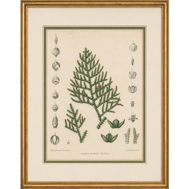 After Siebold & Zuccarini, Botanical Illustration of Thuopsis Dolabrata, 1856, Print For Sale - Image 9 of 9