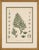 After Siebold & Zuccarini, Botanical Illustration of Thuopsis Dolabrata, 1856, Print For Sale - Image 9 of 9