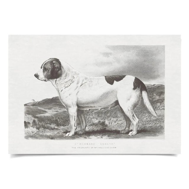 Contemporary Cassell Dogs; St. Bernard, Unframed Artwork For Sale - Image 3 of 3