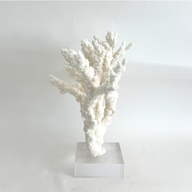 Plastic Extraordinary Natural Branch Coral on Acrylic Base For Sale - Image 7 of 9