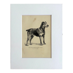 Antique Dog Print in 8 x 10 Mat, ca. 1890: "The Welsh Terrier Brynshir Pardon"